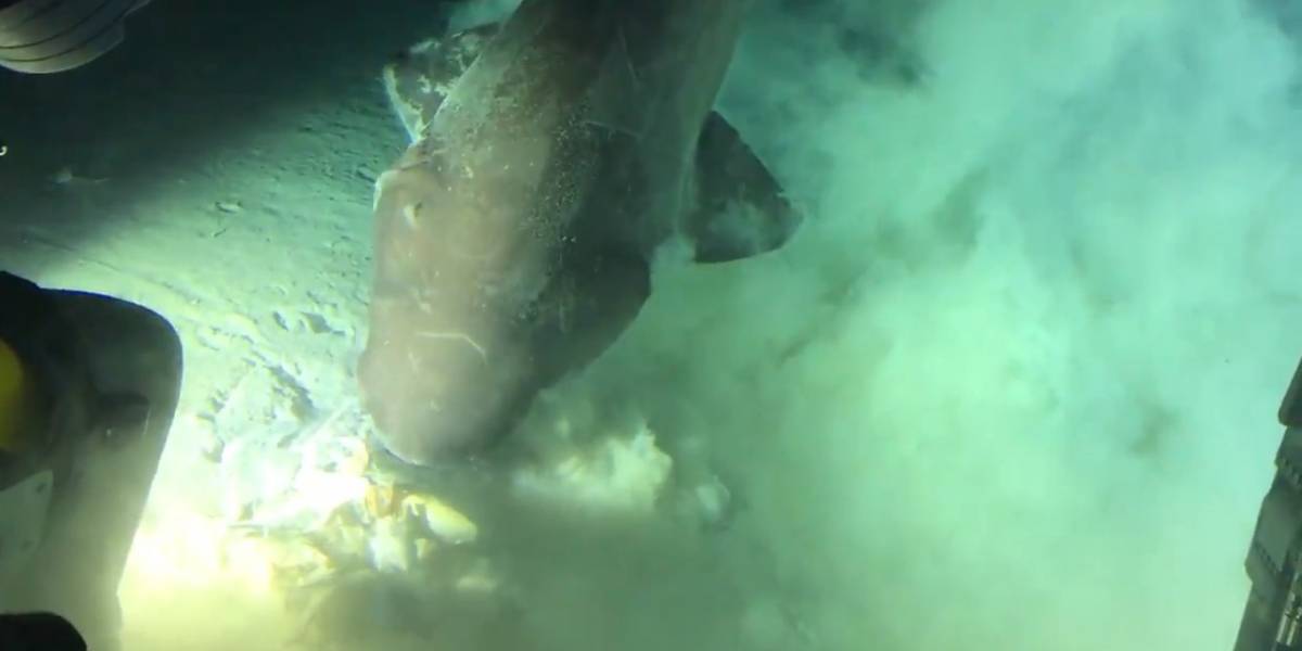 Insólito: Logran captar imágenes de un tiburón en aguas profundas que proviene del jurásico