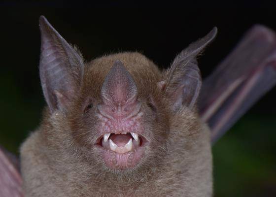 Especies extintas Especies extintas