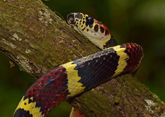 Especies extintas Especies extintas