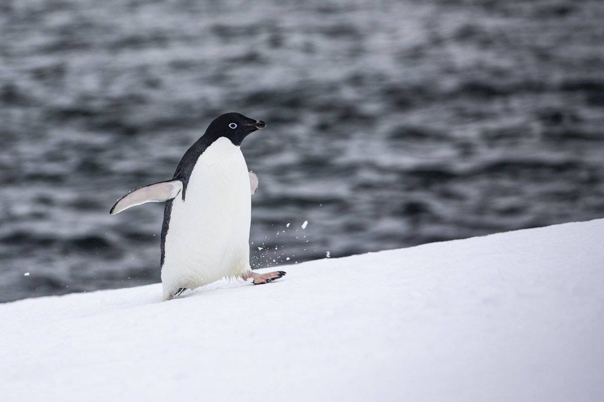 Pingüinos