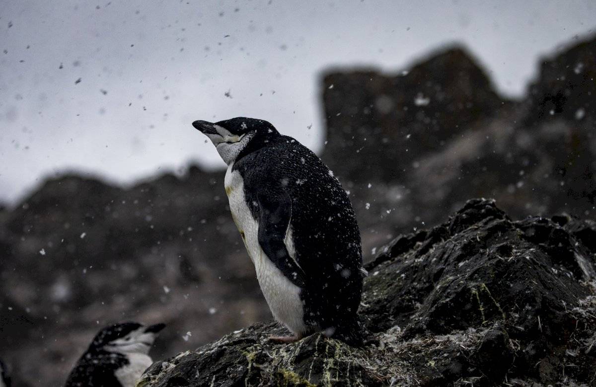 Pingüinos