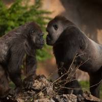 Gorilas dan positivo al coronavirus por primera vez