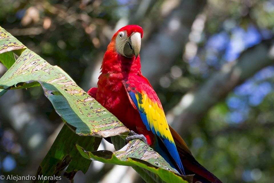 liberan a guacamayas en Parque Nacional Sierra del Lacandón