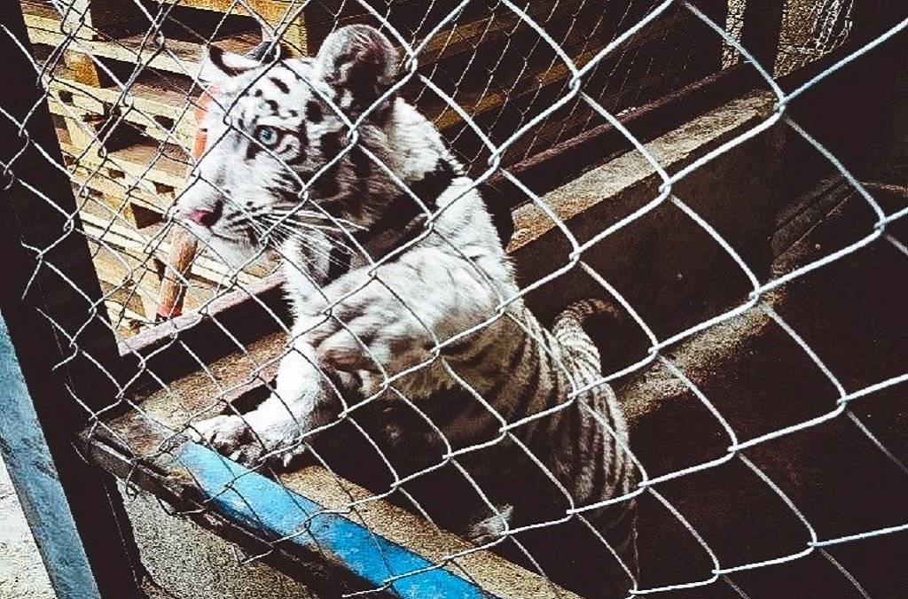 animales