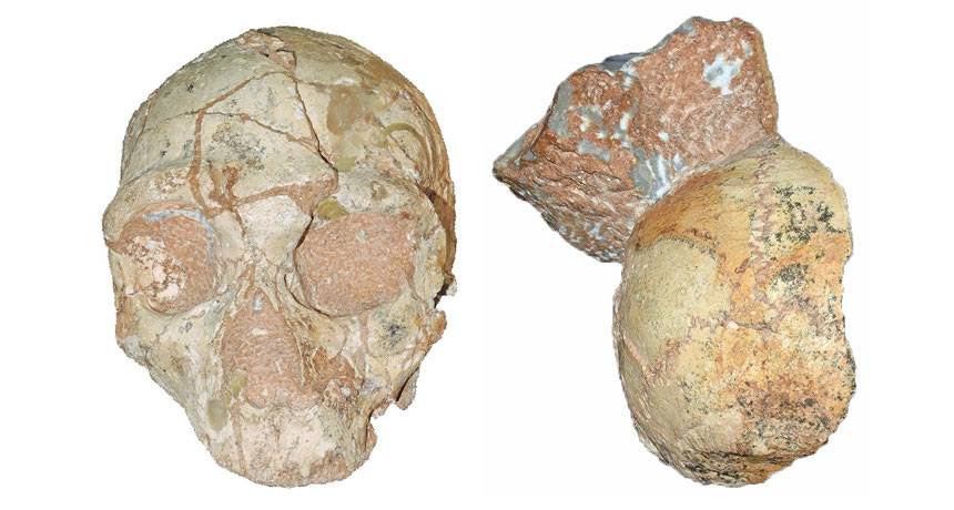 Cráneo Cráneos hallados en Grecia cambiarían lo que se sabe hasta ahora sobre la migración de los primeros homo sapiens