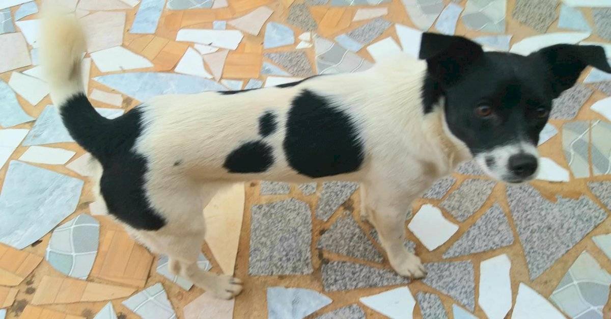 Amora cadelinha farmácia