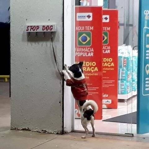 Amora cadelinha farmácia