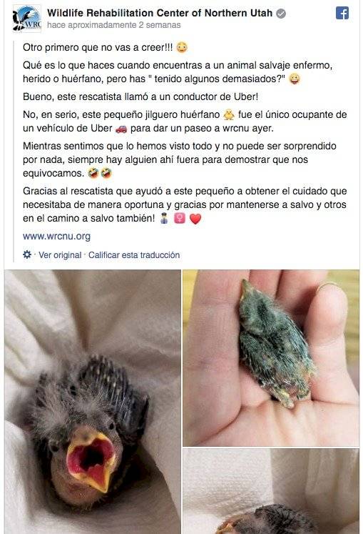 Captura de pantalla // Facebook Wildlife Rehabilitation Center of Northern Utah