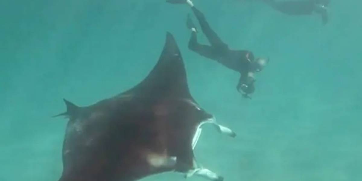 Mantarraya se acerca a buzo para que le salve la vida Mantarraya se acerca a buzo para que le salve la vida