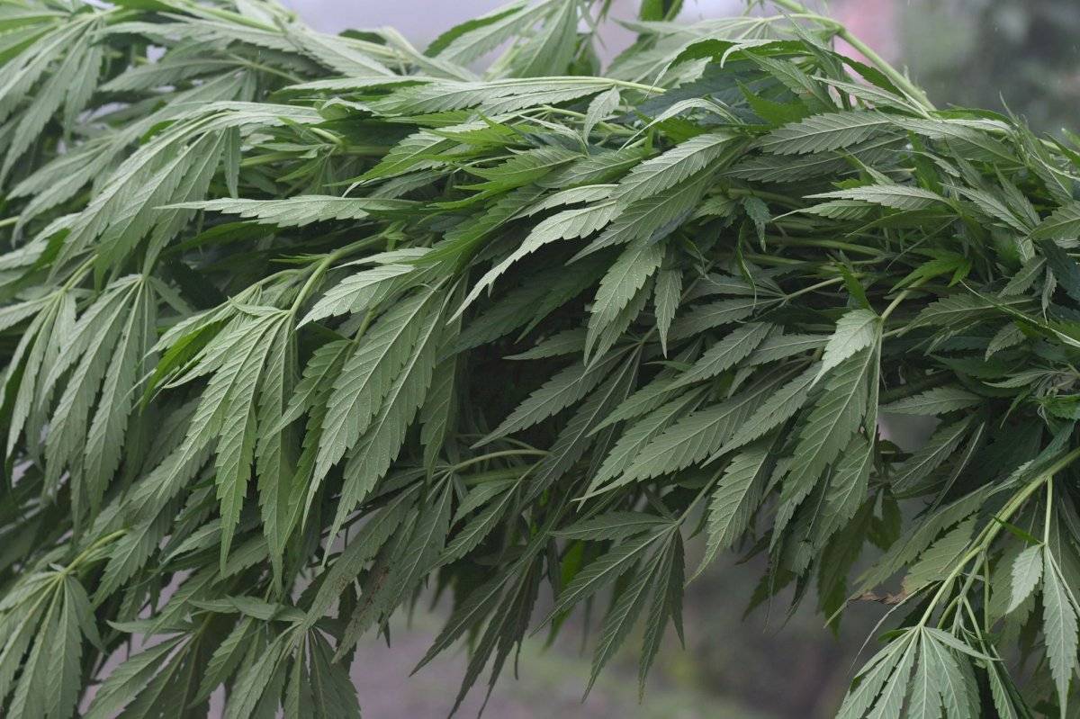 marihuana