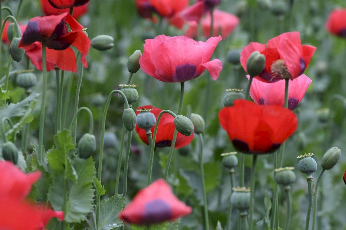 Amapola