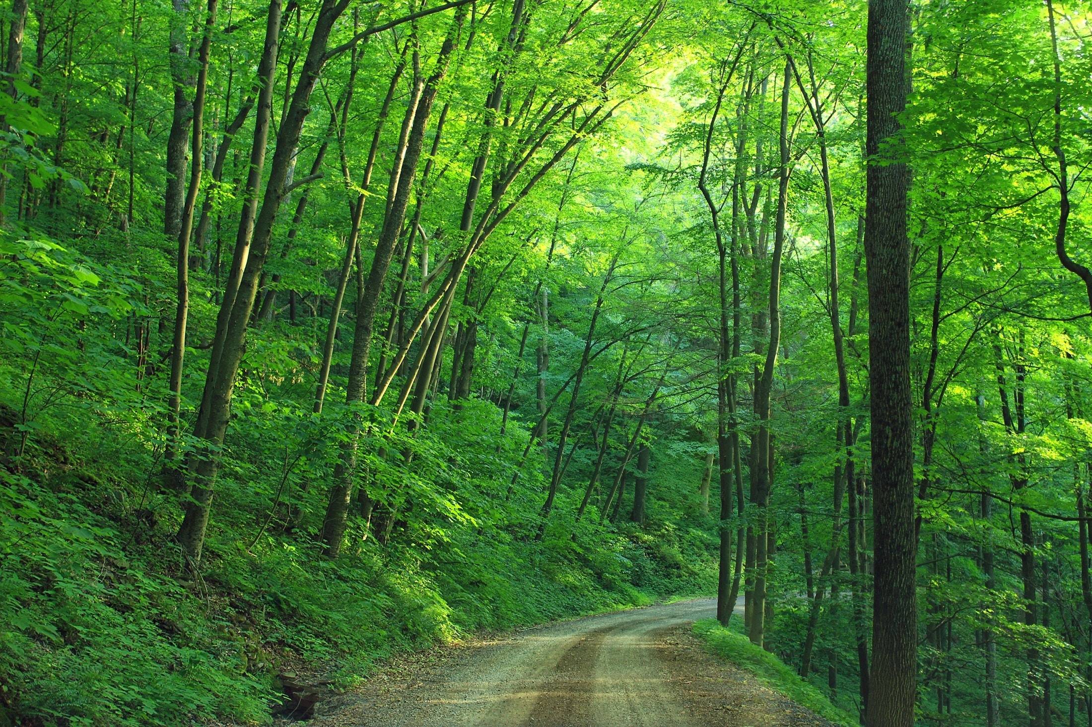 Bosque ¿Quieres dejar de beber? Lo que necesitas es más color verde en tu vida