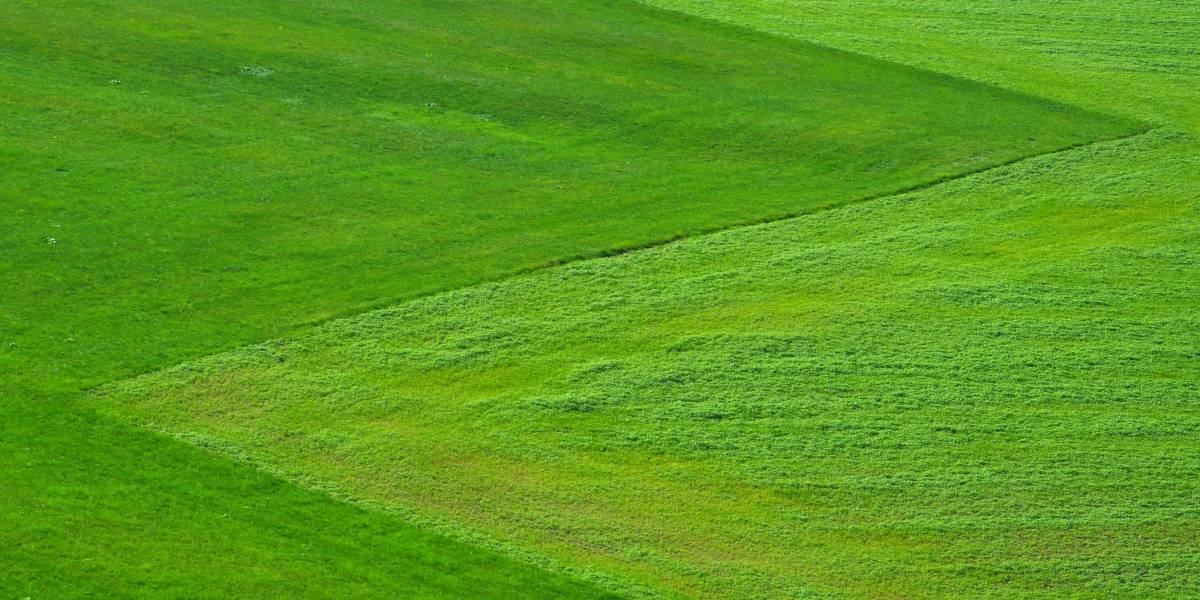 ¿Quieres dejar de beber? Tal vez necesites estar más rodeado de espacios verdes