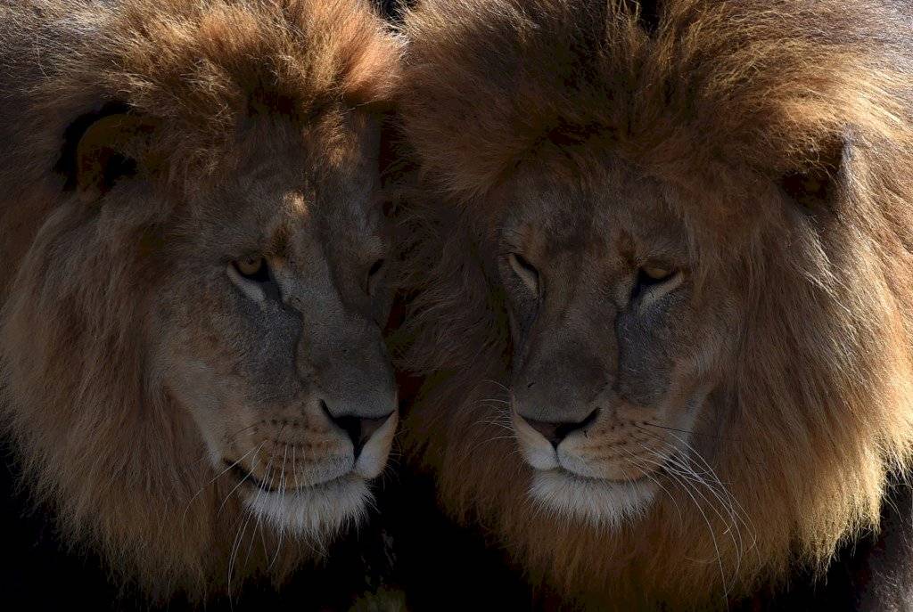 Leones del zoológico de Alemania