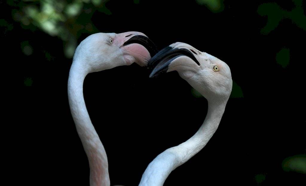 Semana del orgullo gay en zoológico de Alemania