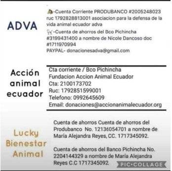 Donaciones para refugios afectados en Quito