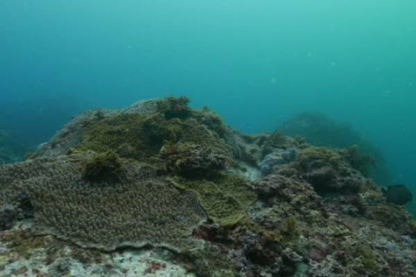 undersea