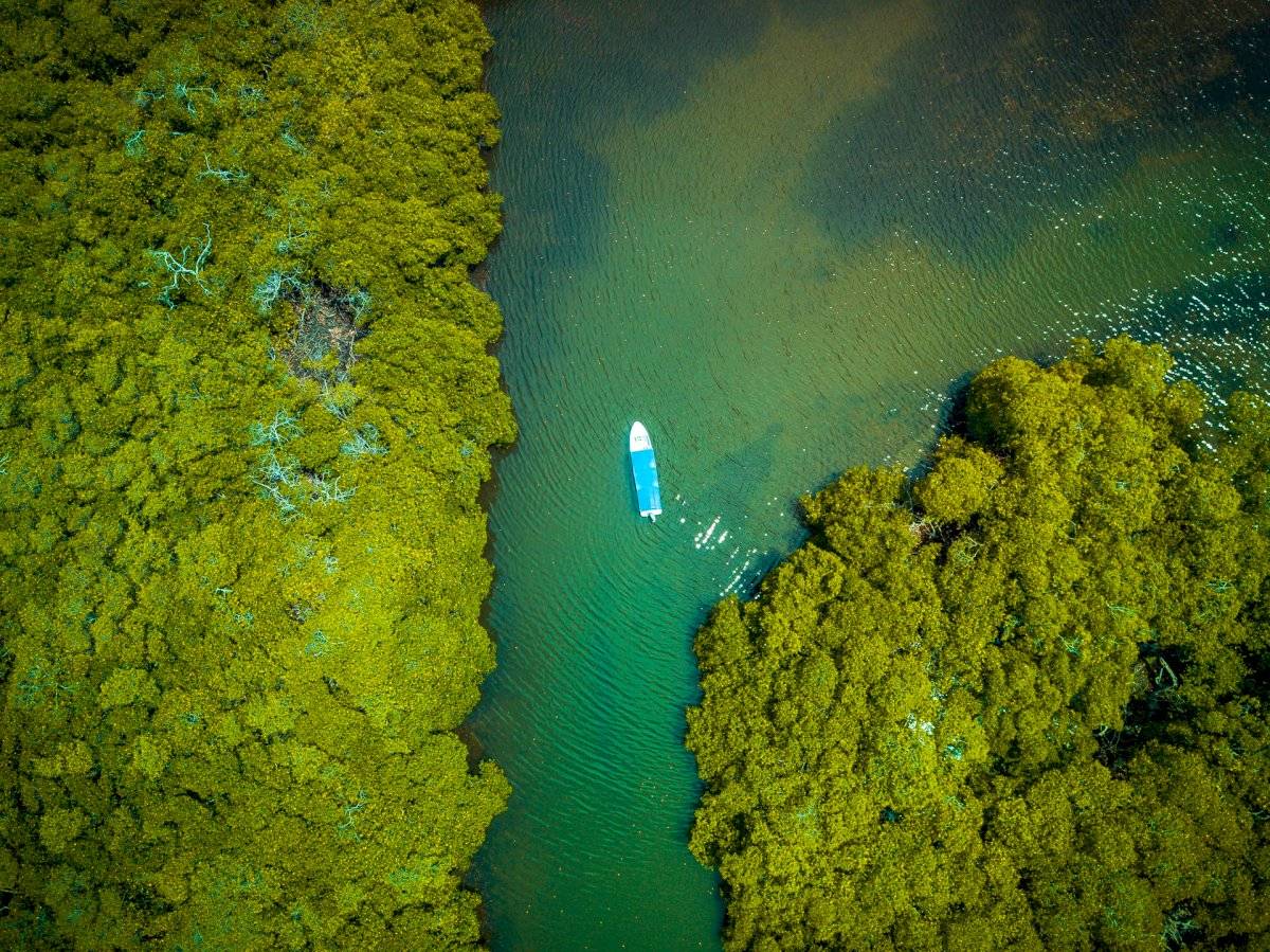 Manglar