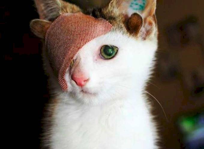 gato