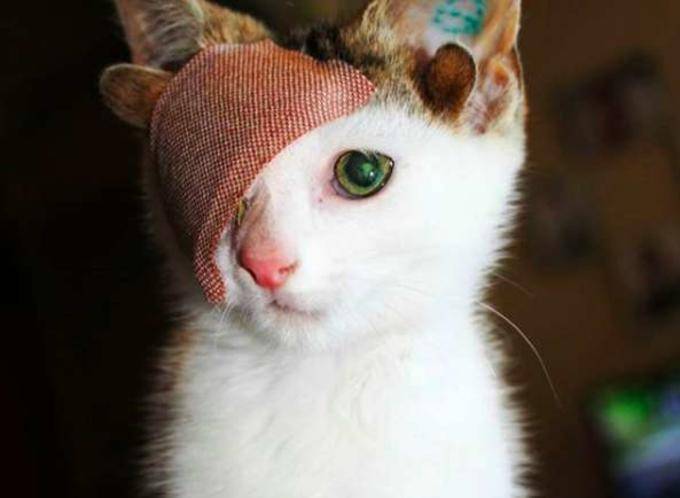 gato gato