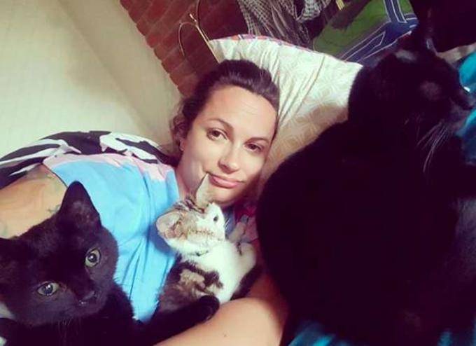 gato gato