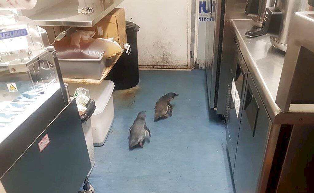 pinguinos