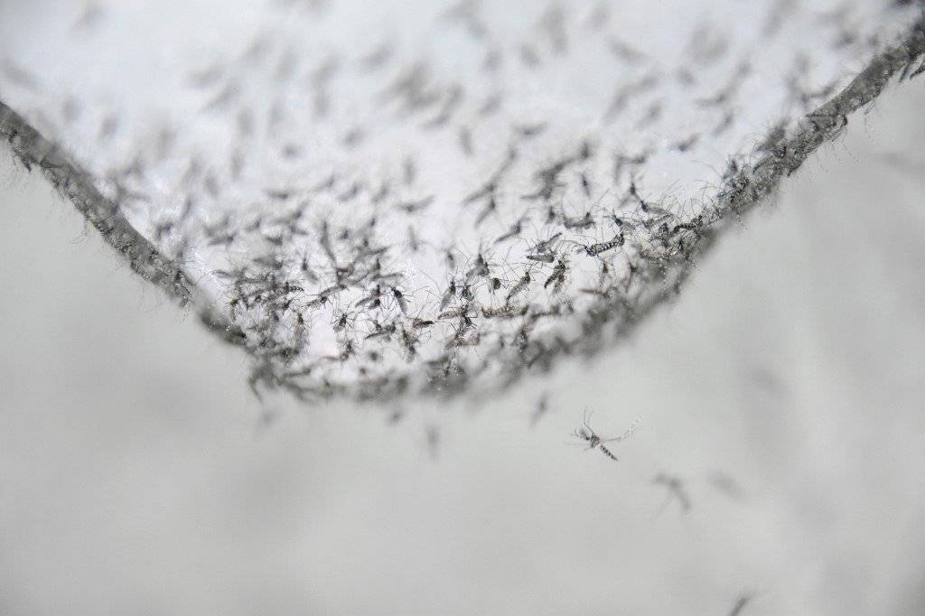Epidemia de ébola en el Congo
