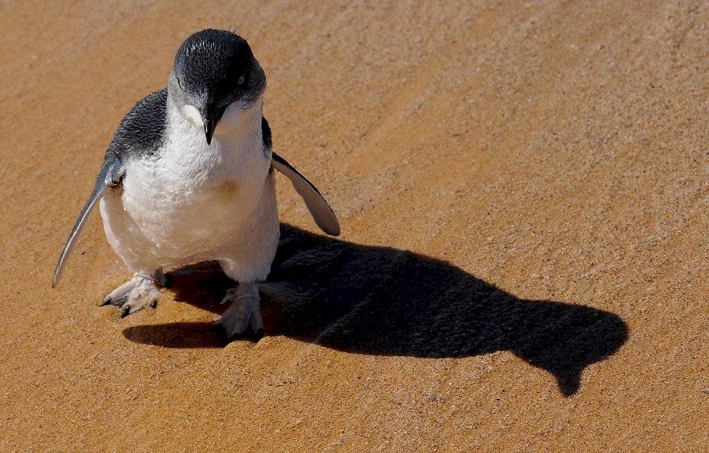Pingüino