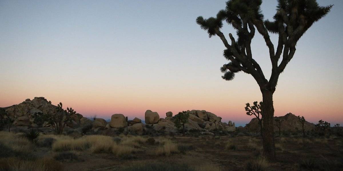Icónicos árboles del Parque Nacional Joshua Tree en California podrían desaparecer por el cambio climático