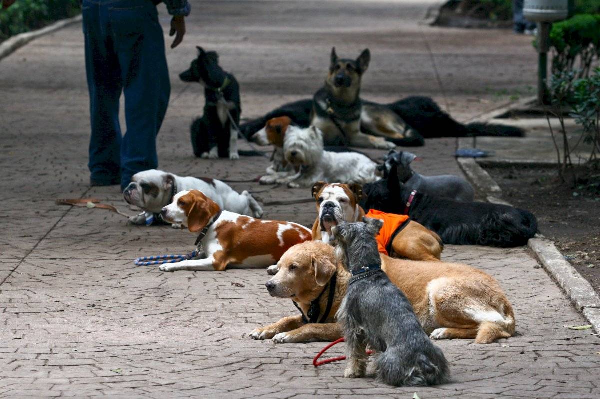 Paseadores de perros