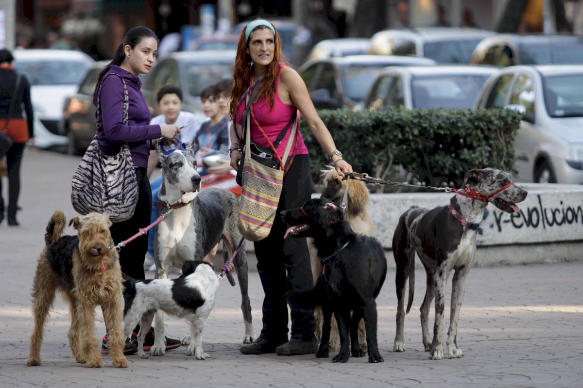 Paseador de perros CDMX