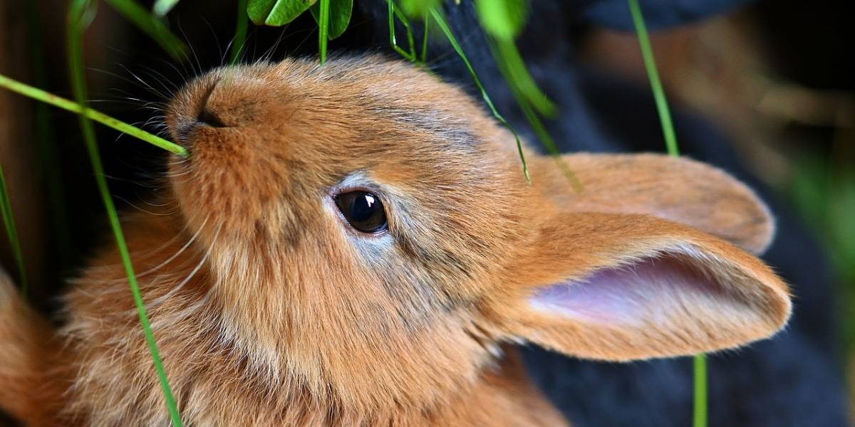 Especial Apolo 11: ¿Por qué hay un conejo en la Luna? Esta leyenda mexicana lo explica
