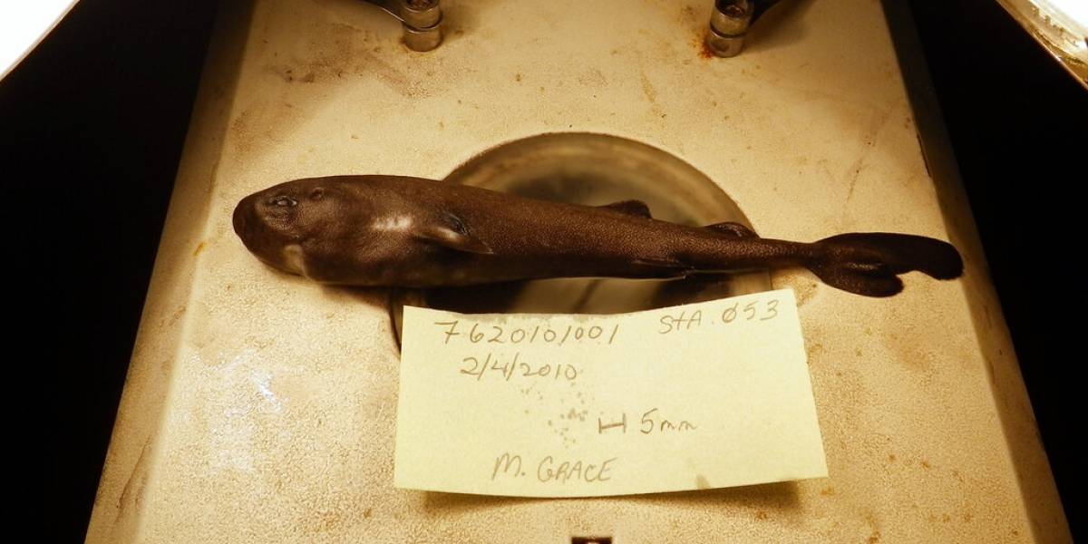 El primer ejemplar fue encontrado en Chile: así es el extraño "tiburón de bolsillo", la nueva especie que sorprende a los científicos