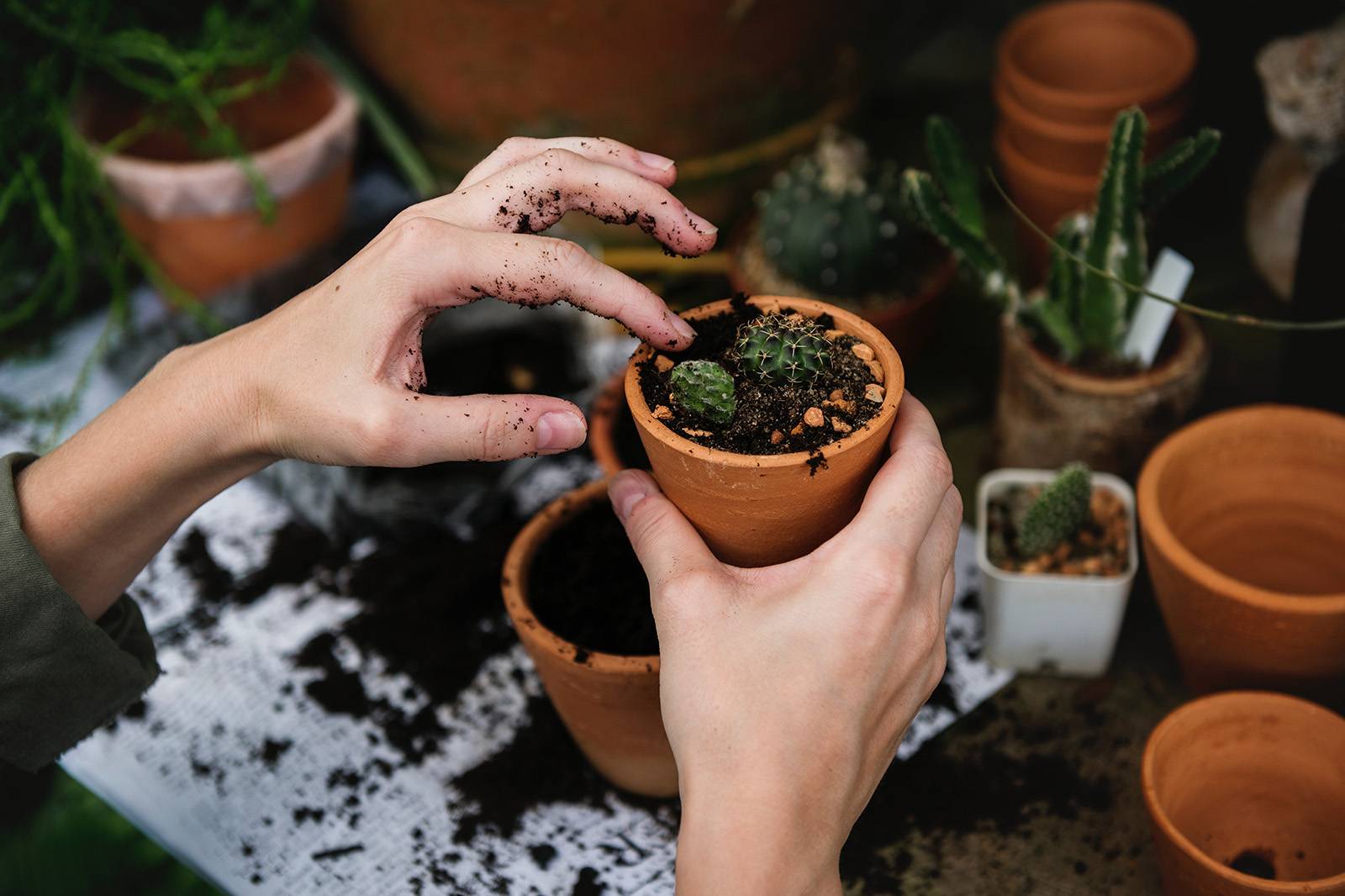 plantas plantas
