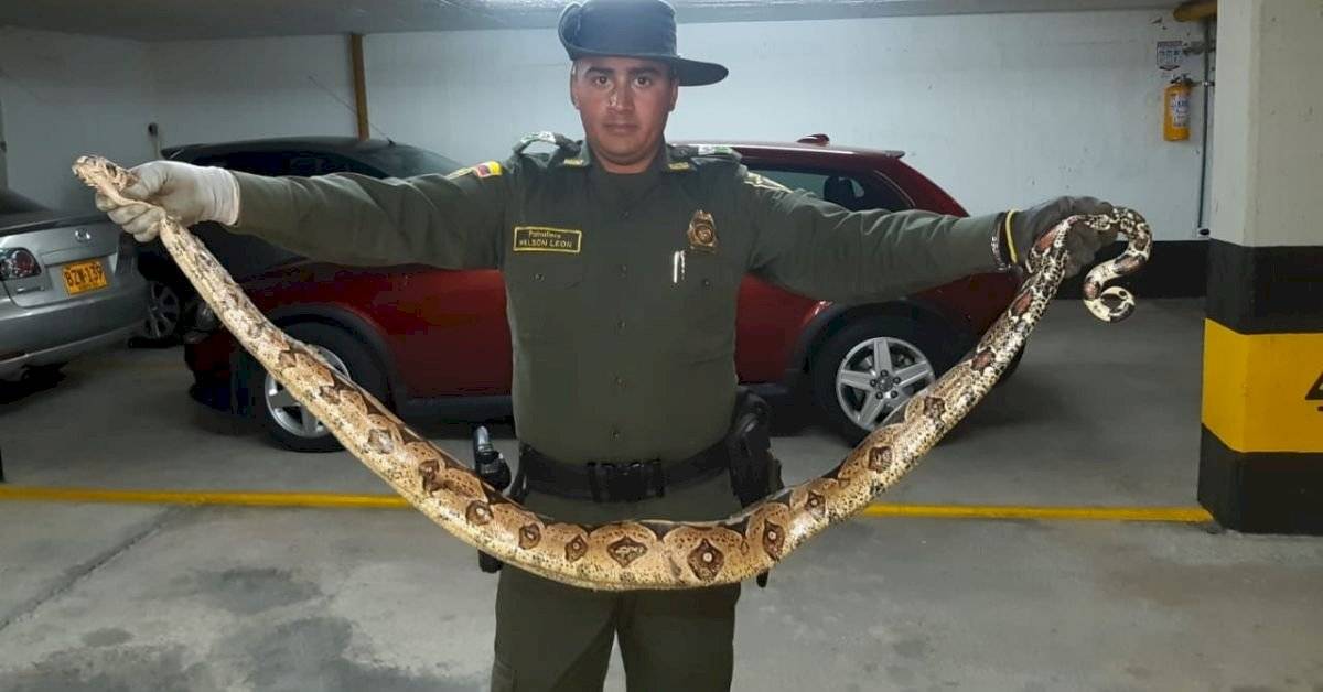 Encuentran enorme boa constrictor dentro de un vehículo en Bogotá