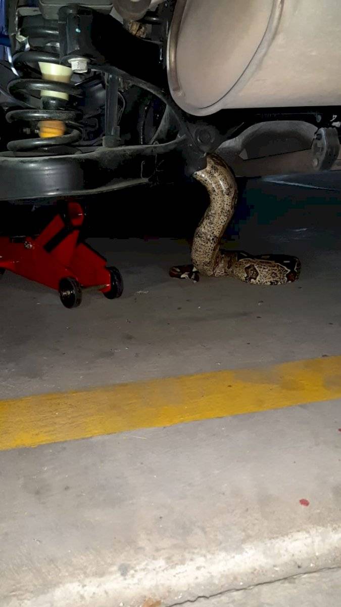 Encuentran enorme boa constrictor dentro de un vehículo en Bogotá