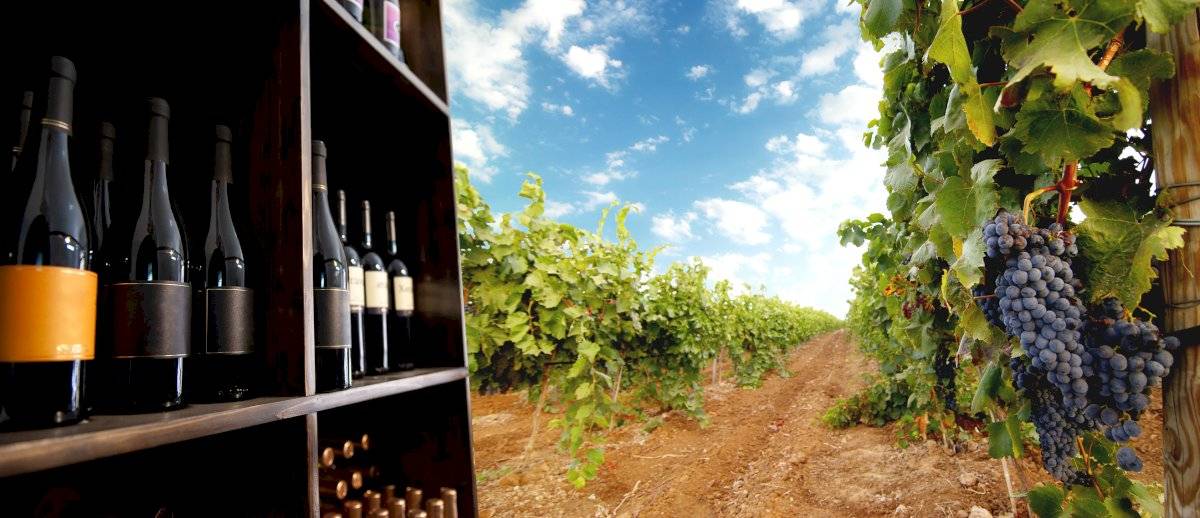 Ruta del Vino