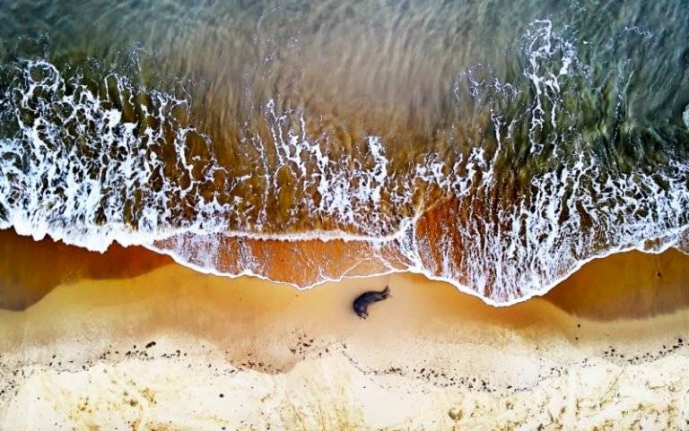 drone