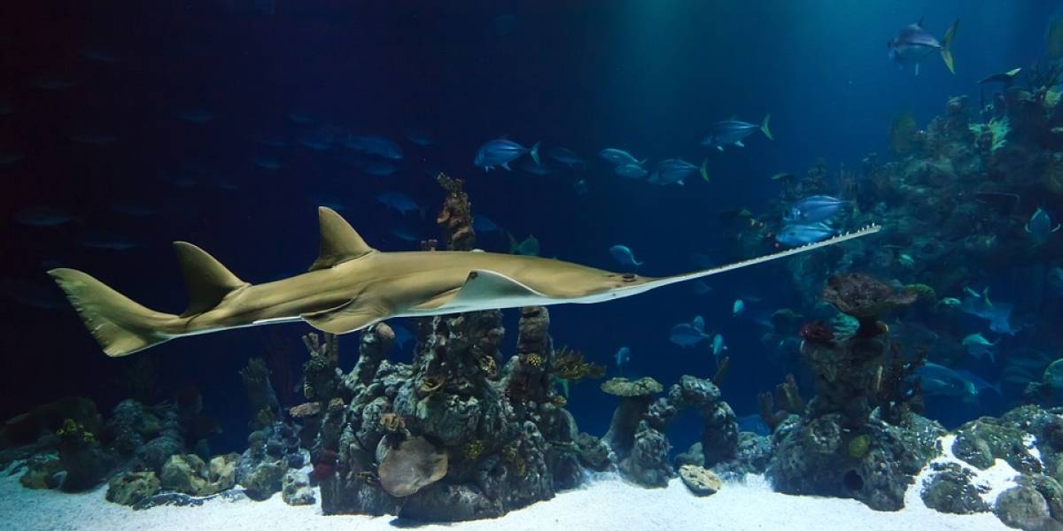 Malas noticias, México: Un tercio de los peces mexicanos están en peligro de extinción