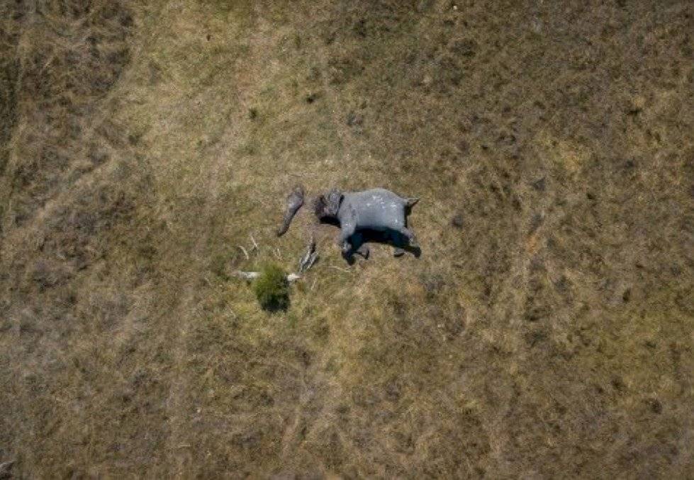 elefante marfil
