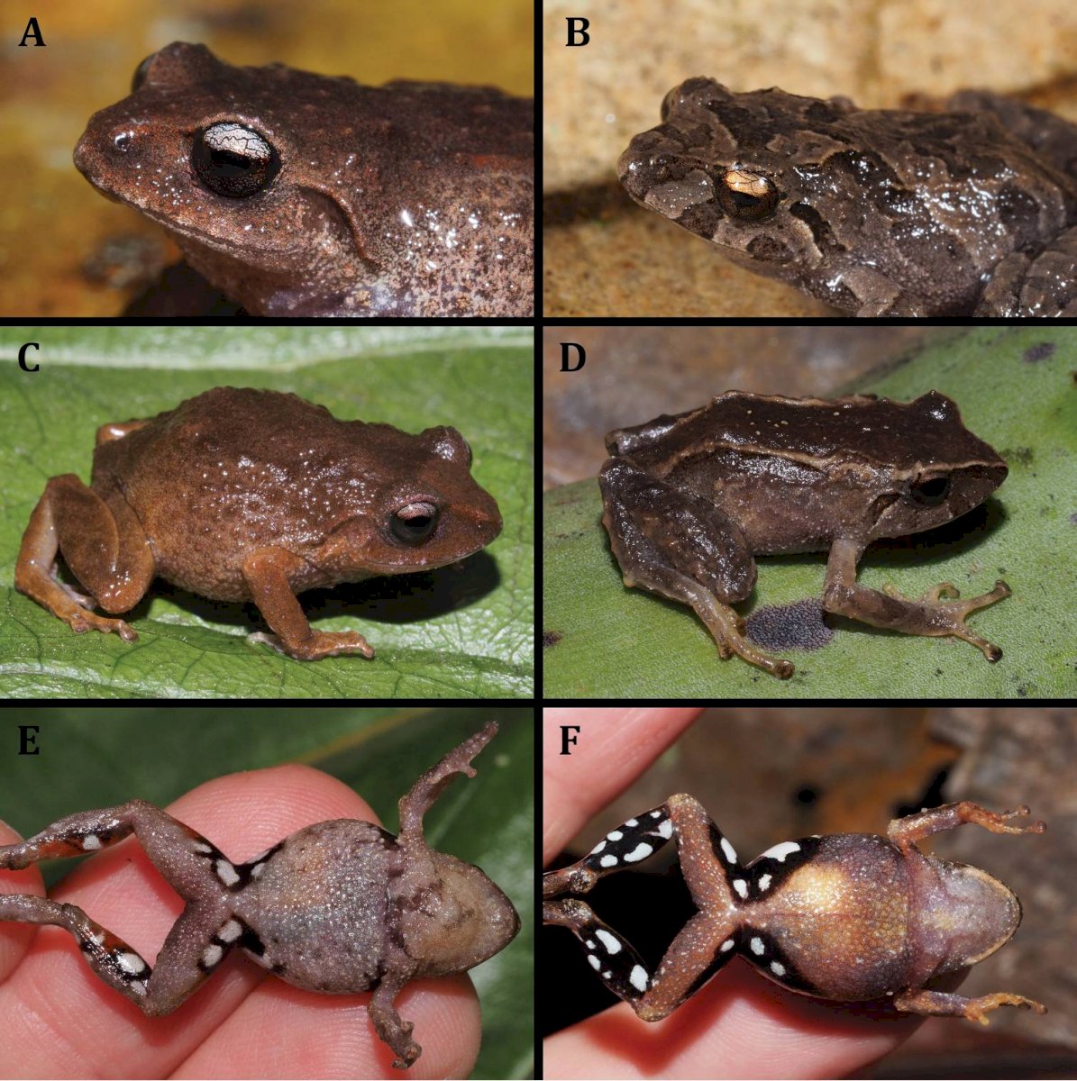 Ranas Ecuador