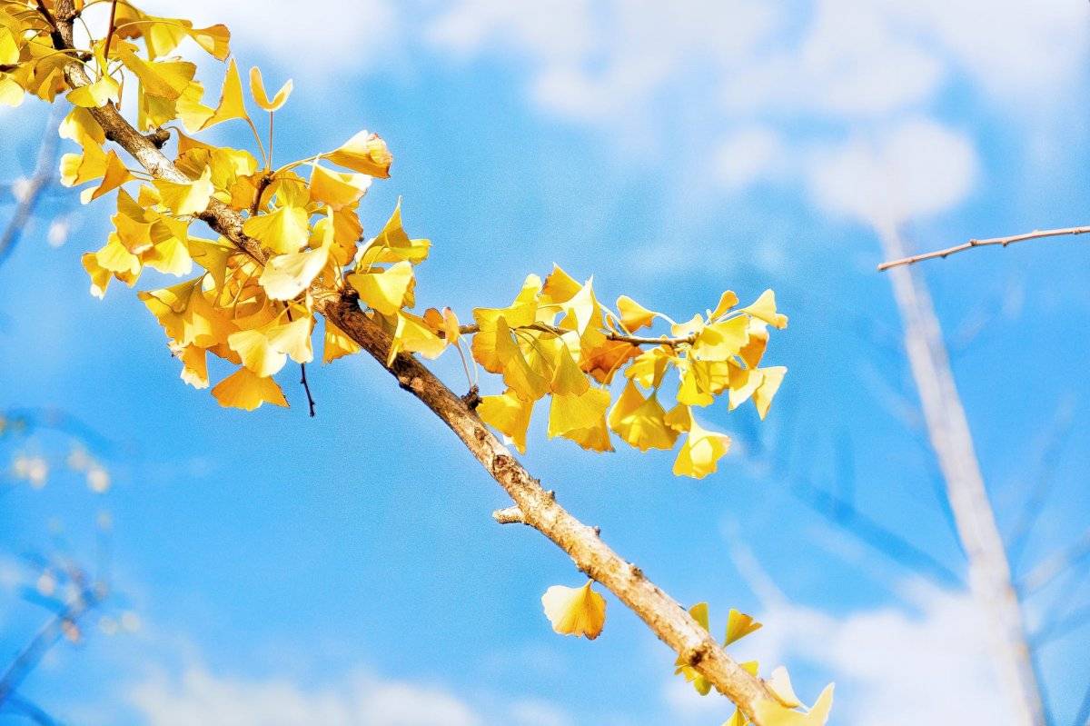 ginkgo biloba