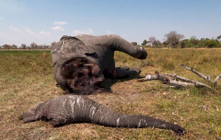 Elefante
