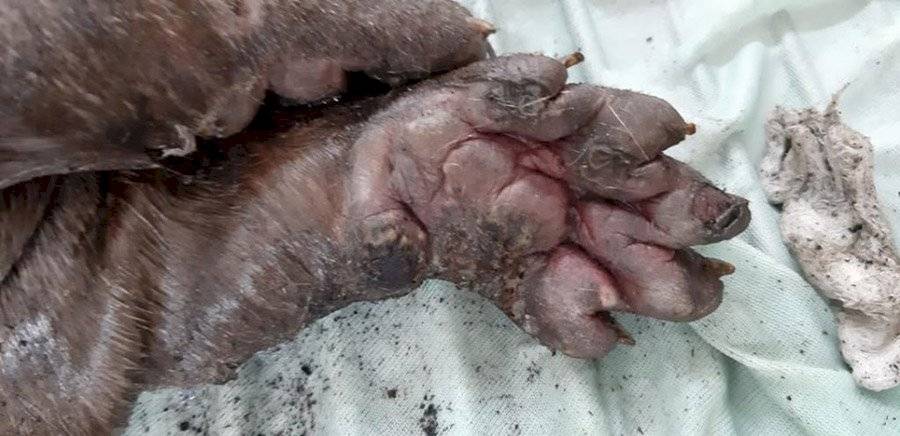 Queman a nutria en Retalhuleu