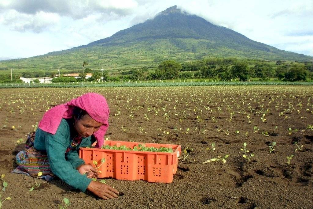Trabajadores agrícolas, jornaleros