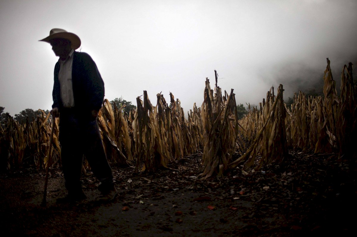 Trabajadores agrícolas