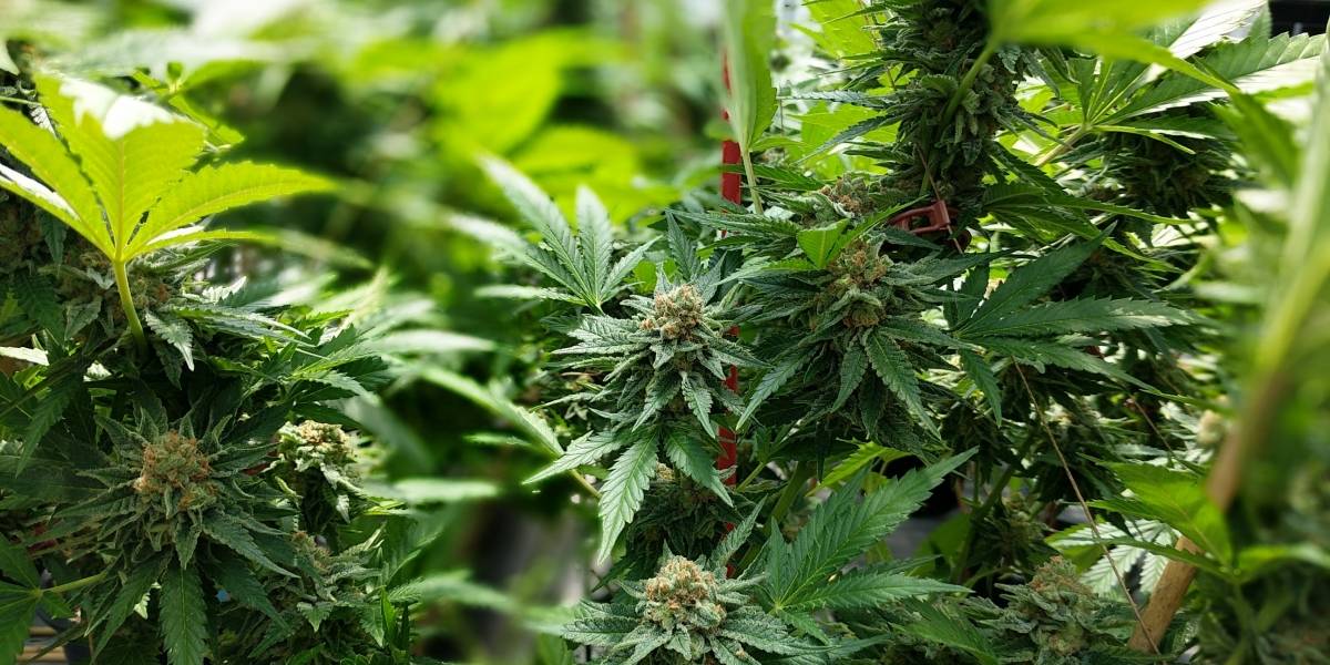 Planta de Cannabis es 30 veces más potente que una aspirina