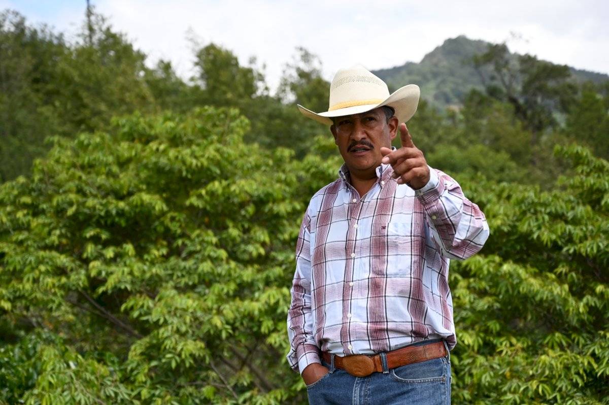 Caficultores guatemaltecos sopesan volver a EE. UU. por crisis del grano