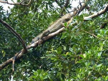 Parque Iguanas