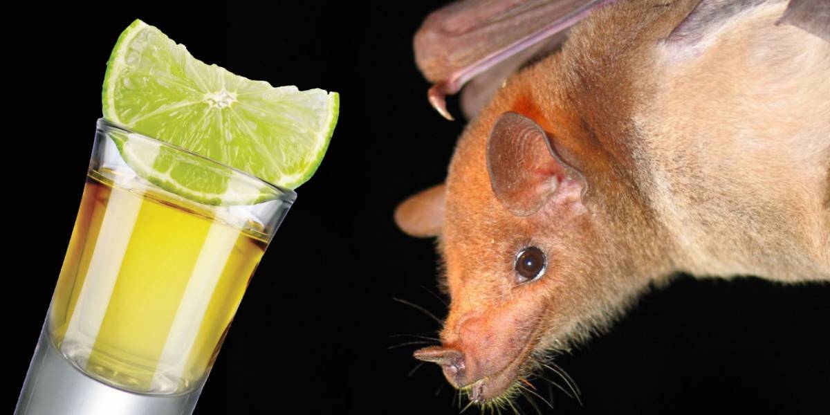 La producción de tequila logra salvar a una especie en extinción de murciélago